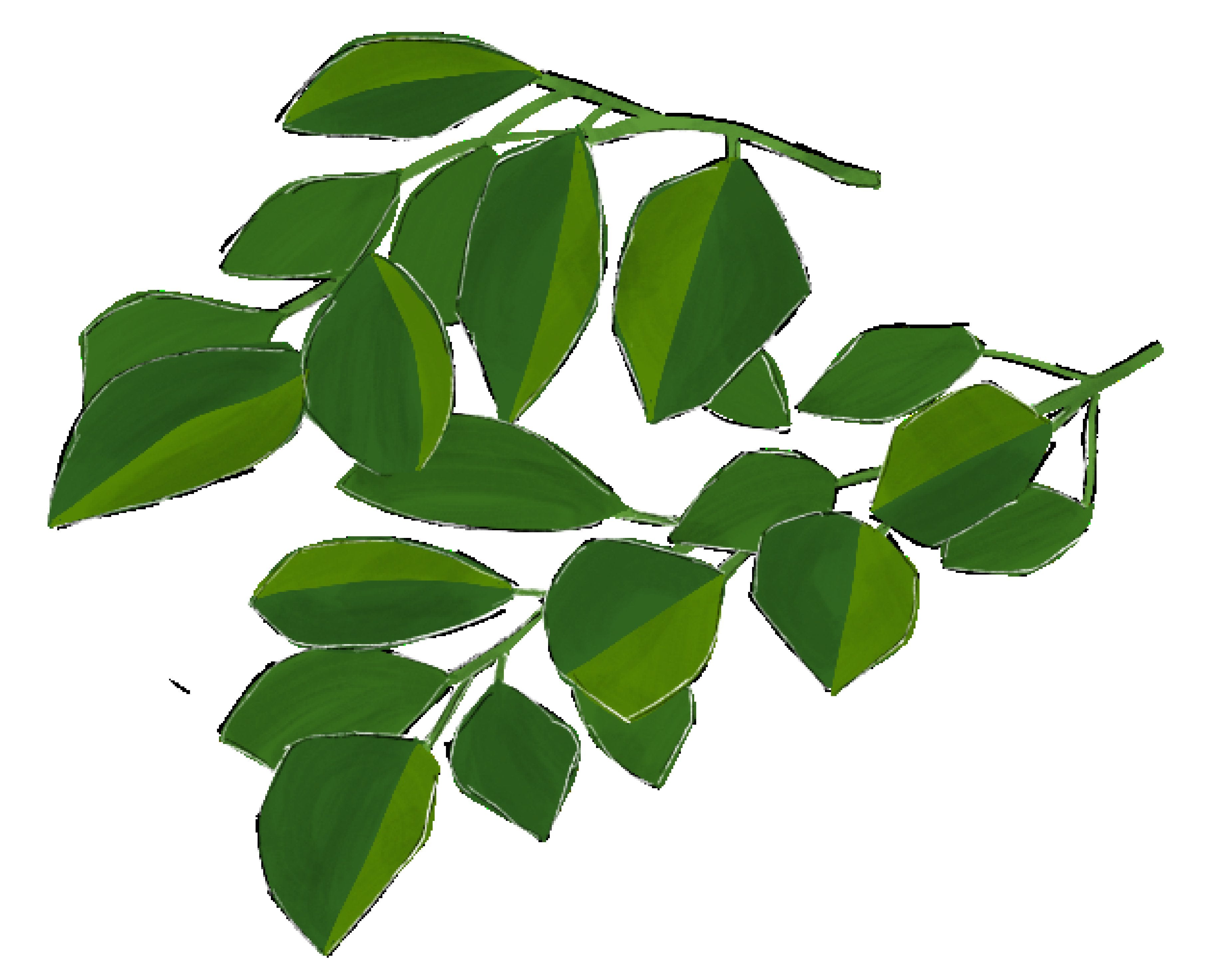 Moringa