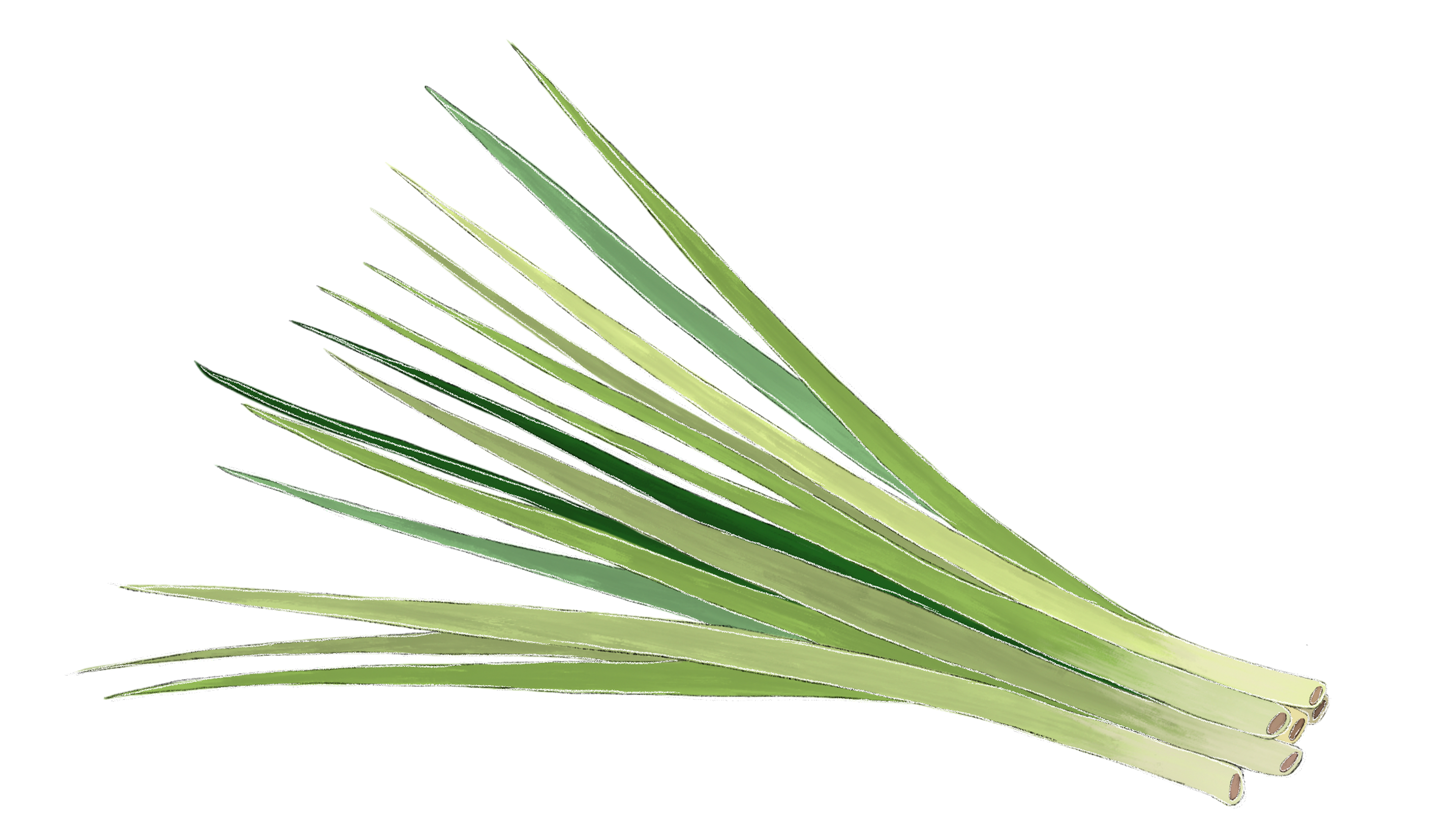 Lemon grass oil