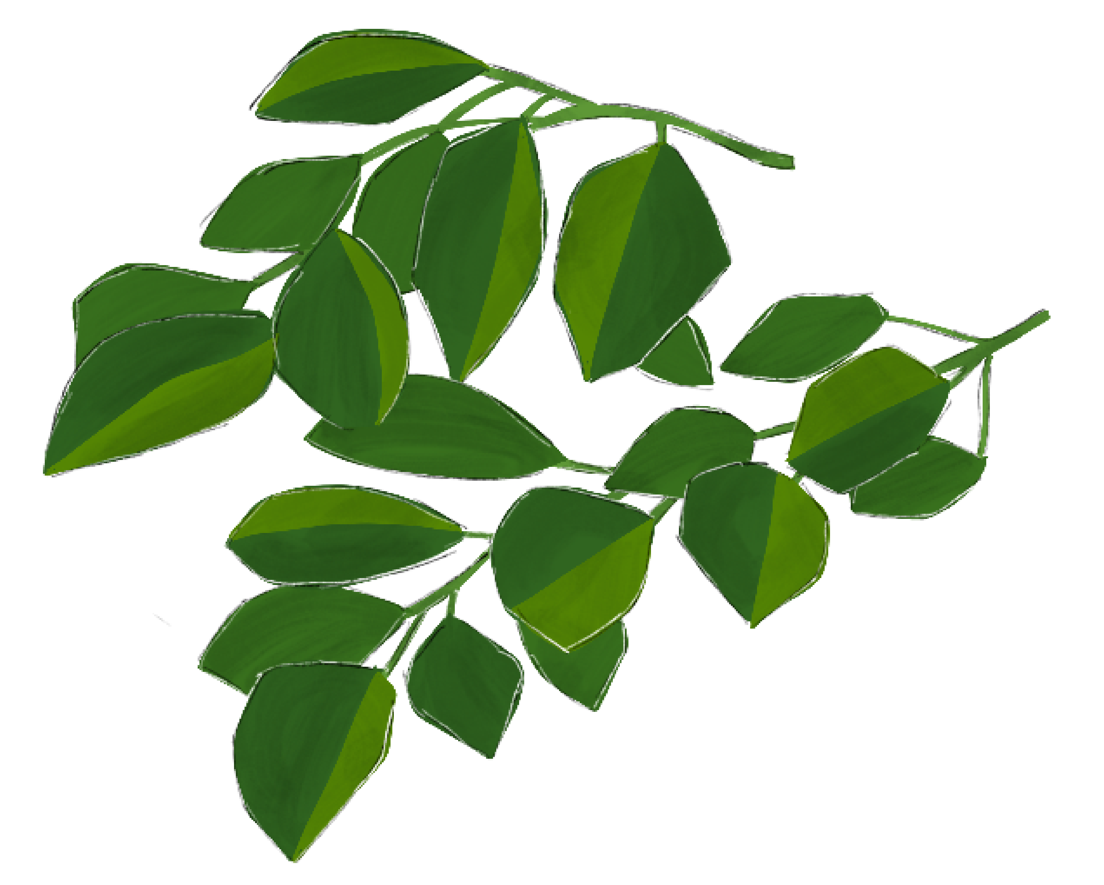 Moringa